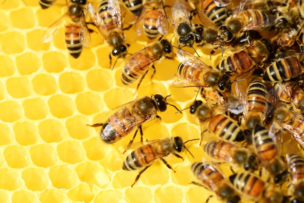 Лечение на себорея с мед