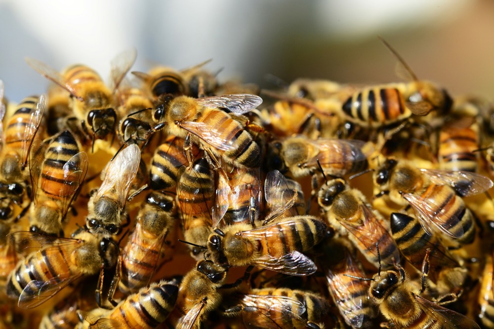 Пчелното млечице стимулира имунитета