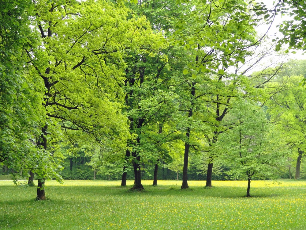 Дендротерапия или как дървета успокояват, лекуват и укрепват здравето